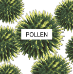 maginfied pollen